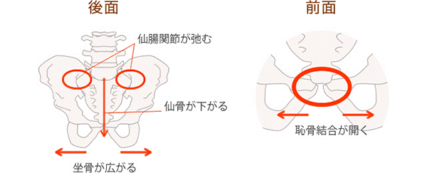 産前産後の骨盤の変化